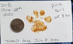 Xirena paw print - one month old
