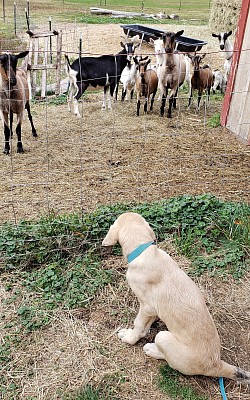 Surveying her new herd upon arrival late summer 2020
