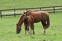 "BBC" with her mom, Gone Whirlin 2013. Picture courtesy of Sharp Cat's wonderful breeders.