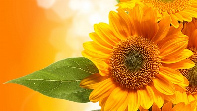 sunflower free wallpaper