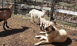 Enjoying the sun with her goats March 2022.